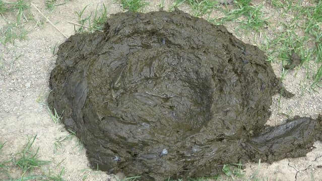 Fresh dung manure on ground and many flies flying around