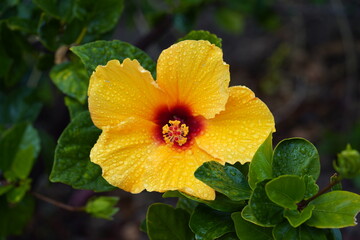 Hibiskusblüte (gelb) nach Regen © G_Hamburg