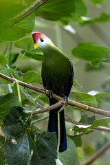 Red-crested turaco (Tauraco erythrolophus)