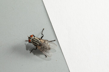 Housefly on the Edge: A Macro Shot on Two-Tone Background