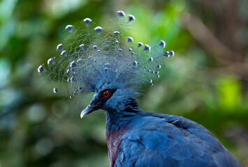 Victoria crowned pigeon called Goura victoria. Living in New Guinea.