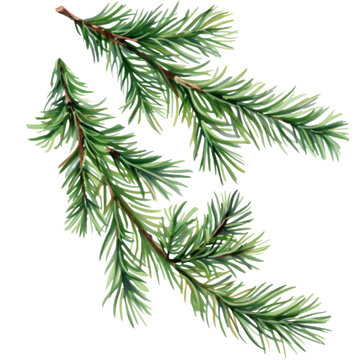 Christmas tree branches isolated on transparent background