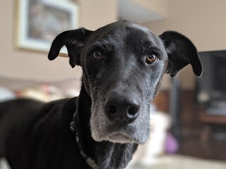 A close-up of a half Husky half Great Dane Dog looking at the camera in the living room