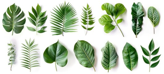 Set of Tropical green leaves isolated on white background.
