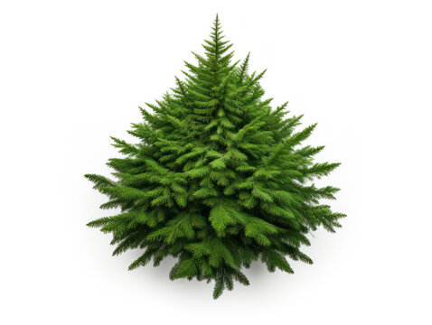 spruce trees isolated on transparent background, transparency image, removed background