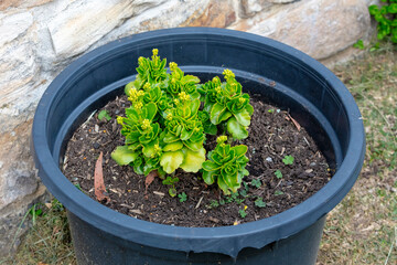 Photograph of a small bright green plant in a pot in a domestic garden in regional Australia