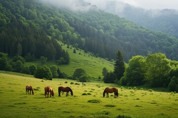 Fototapeta na wymiar Peaceful Meadow With Grazing Horses