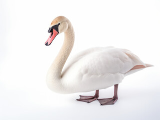 swan isolated on transparent background, transparency image, removed background