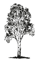 Silhouette of a large deciduous birch tree in black color for nature template. Flat doodle style. Vector illustration.