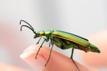 iridescent green beetle perched on a human fingertip