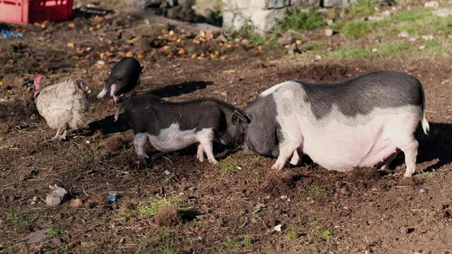 Free range domestic Pigs walking and eating on a meadow in an organic meat farm