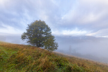 Beautiful autumn scenery of a foggy valley in the Carpathian mountains in the early morning. Grass hill with a beech tree in the foreground.