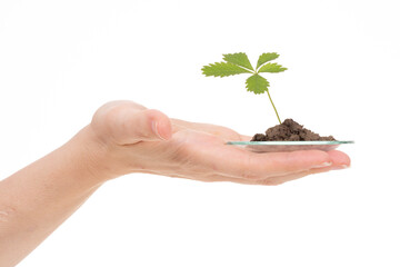 hand holding a young plant growing in soil against a white background