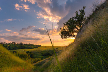 Summer vibes. Green grass ravine with lonely tree on a slope and wildflowers, lighted with last sunlight. June beauty.