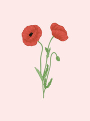 Two Red Poppies Illustration