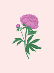 Magenta Peony Illustration