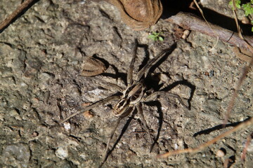 aracnídeo aranha armadeira - Phoneutria