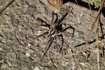 aracnídeo aranha armadeira - Phoneutria
