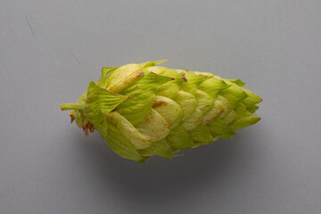 Single Hop Cone Against Neutral Background