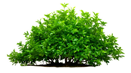 Green bush isolated on transparent(PNG) background.

