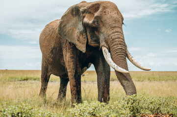 Large elephant in Maasai Mara kenya