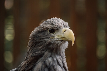 The eagle's piercing gaze captivates, a stunning portrait of predatory grace and noble bearing