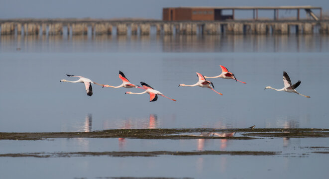 Flock of flamingos flying over Bahia del Fangar, Delta del Ebro