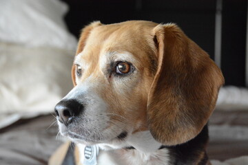Beagle Dog Stares Toward Light