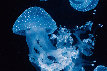 Swarm of spotted blue jellyfish, their tentacles trailing, drifts in the serene, dark ocean depths