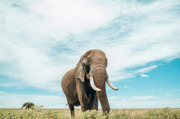 Huge elephant in Maasai Mara