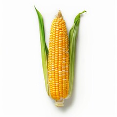 corn background.