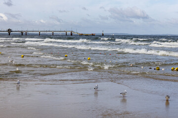 Sea gulls walking on the sand by water of the Baltic Sea, Miedzyzdroje pier in a distance, Island Wolin, Miedzyzdroje, Poland