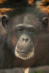 chimpanzee portrait close up