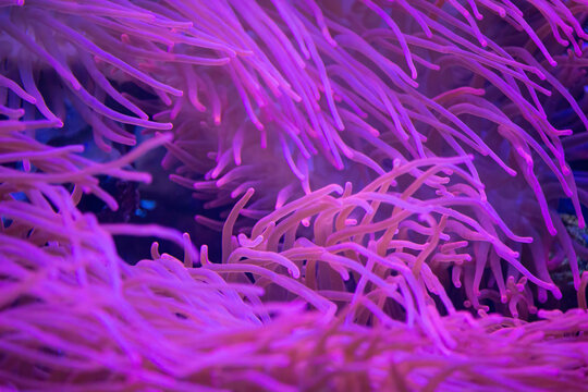 red sea anemones