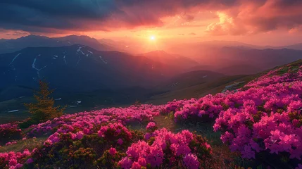 Poster  wonderful mountains Ukrainian sunrise landscape with blooming rhododendron flowers, summer sunrise scenery, colorful summer scene, travel, Ukraine, Europe, beauty world © Muhammad