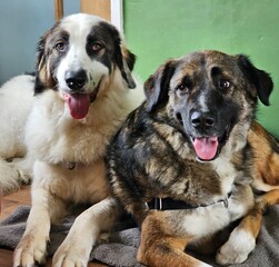 Carpathean Shepherd Dog - Romanian Rescue