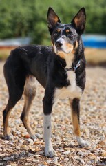 Kelpie cross Collie