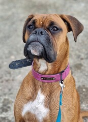 Fototapeta premium Boxer