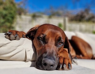 Rhodesian Ridgeback