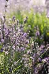 Lavender flowers in the field