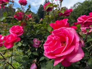 pink roses in garden