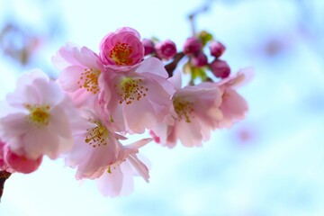 Fototapeta na wymiar branch of cherry blossoms with dark pink buds against blue sky, soft blurred background. concepts: spring awakening, awakening nature, nature's artwork, spring background
