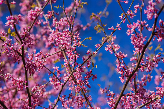The pink cherry blossom