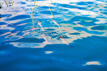 Deeply processed photos with fish silhouettes. Glare on the water and reflections of sunlight....