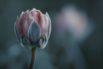 a delicate flower bud just beginning to unfurl, with intricate petals tightly packed together