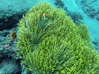Naklejka na ściany i meble Coral with clownfish during a dive in Bali