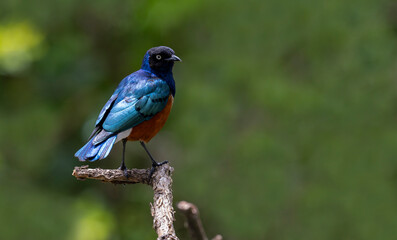 Fototapeta premium African starling Kenya Masai mara wildernes