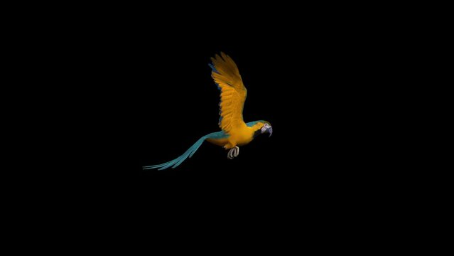 3D Realistic cycle view blue and yellow macaw parrot flying loop animation on black background, 4k blue and gold macaw fly loop is a large South American parrot render with including alpha matte clip