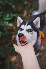 The husky with his tongue hanging out © Юлія Патріхалкіна