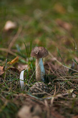 A single mushroom in the grass